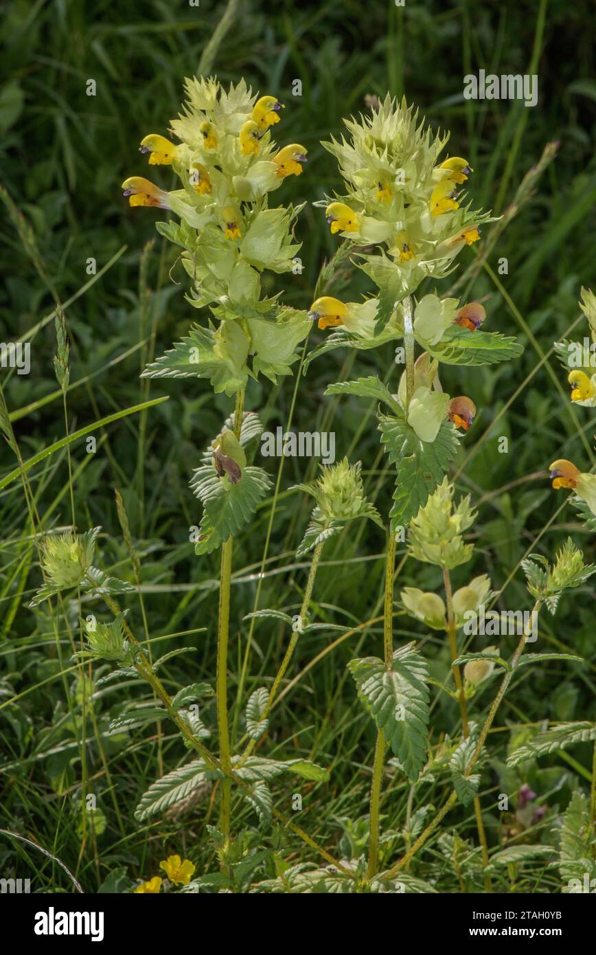 Rhinanthus pumilus hi-res stock photography and images - Alamy