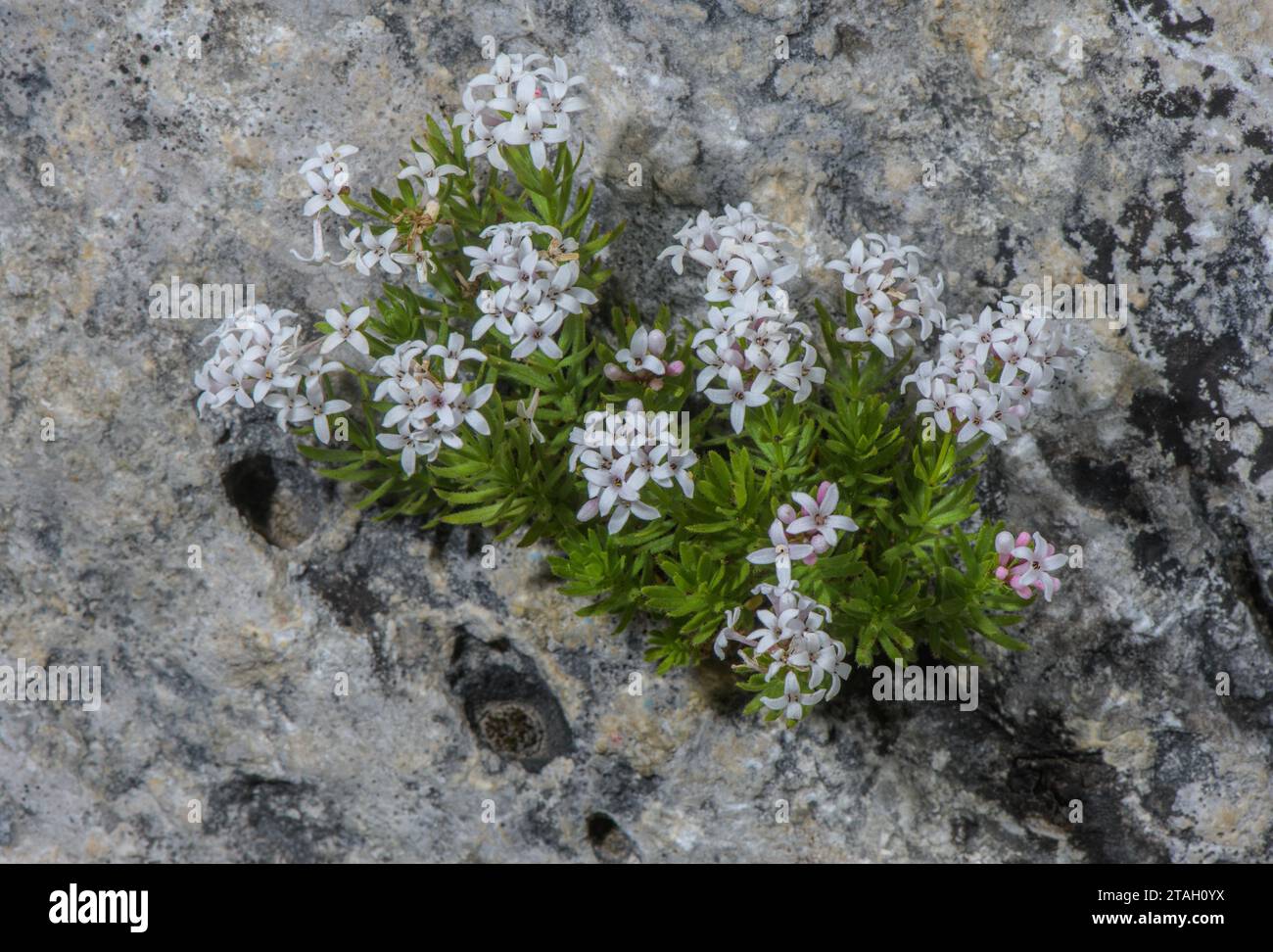 Pyrenean Woodruff, Asperula hirta, in flower on limestone cliff, Pyrenees. Stock Photo
