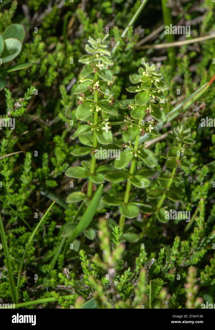 Smooth crosswort, Cruciata glabra, in flower, Pyrenees (as bristly-leaved Pyrenean form) Stock Photo