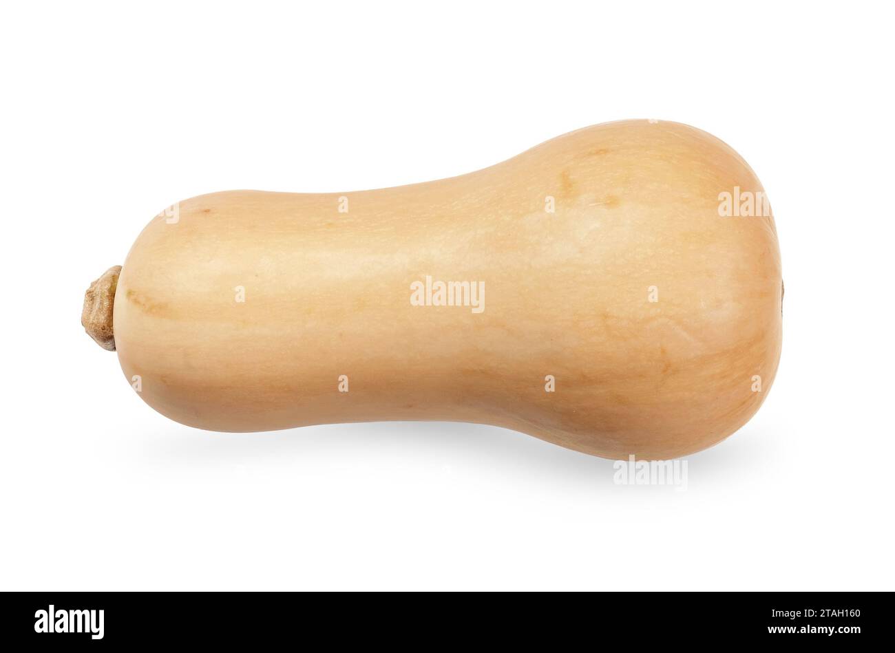 Butternut isolated on white background. Butternut clipping path Stock Photo
