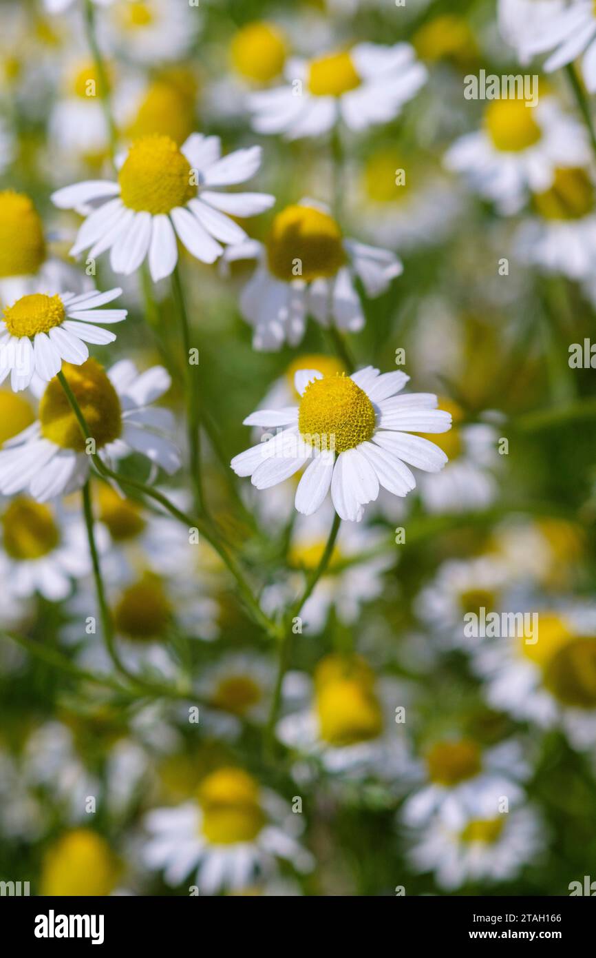 Matricaria chamomilla, chamomile, daisy-like flowers with white petals and yellow centres Stock Photo