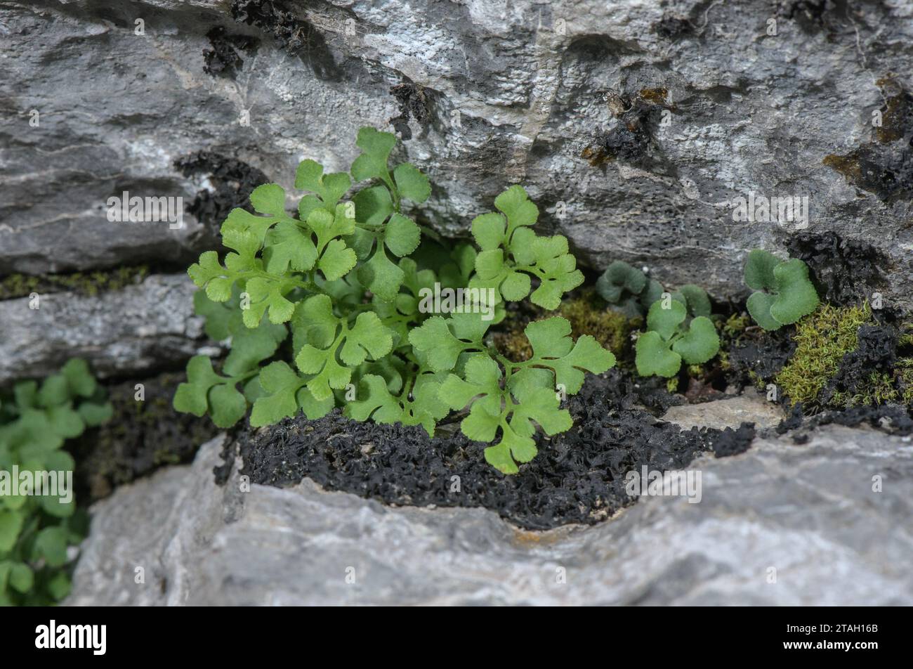 Wall-rue, Asplenium ruta-muraria, fern growing on old limestone wall. Stock Photo