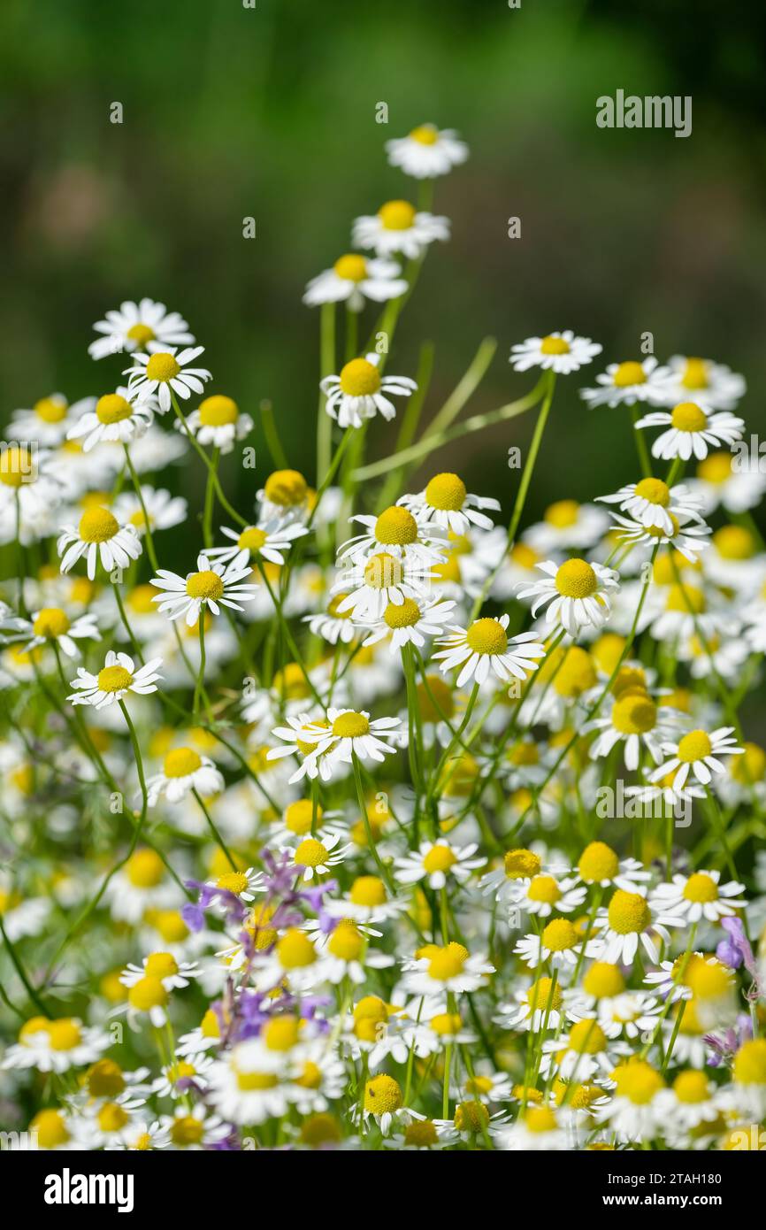 Matricaria chamomilla, chamomile, daisy-like flowers with white petals and yellow centres Stock Photo
