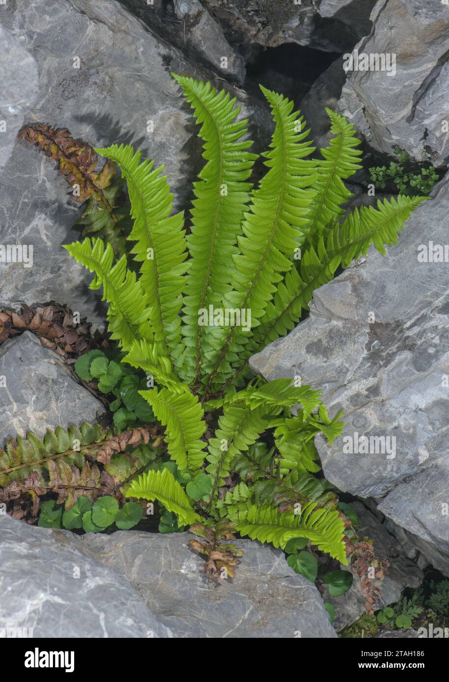 Holly Fern, Polystichum lonchitis, growing in limestone scree, with young and mature fronds. Stock Photo