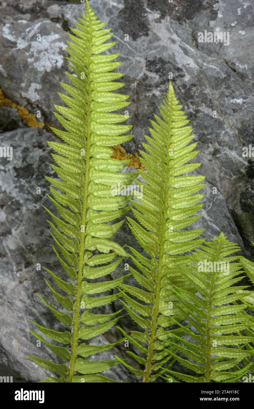 Holly Fern, Polystichum lonchitis, growing in limestone scree, fronds showing developing sori. Stock Photo