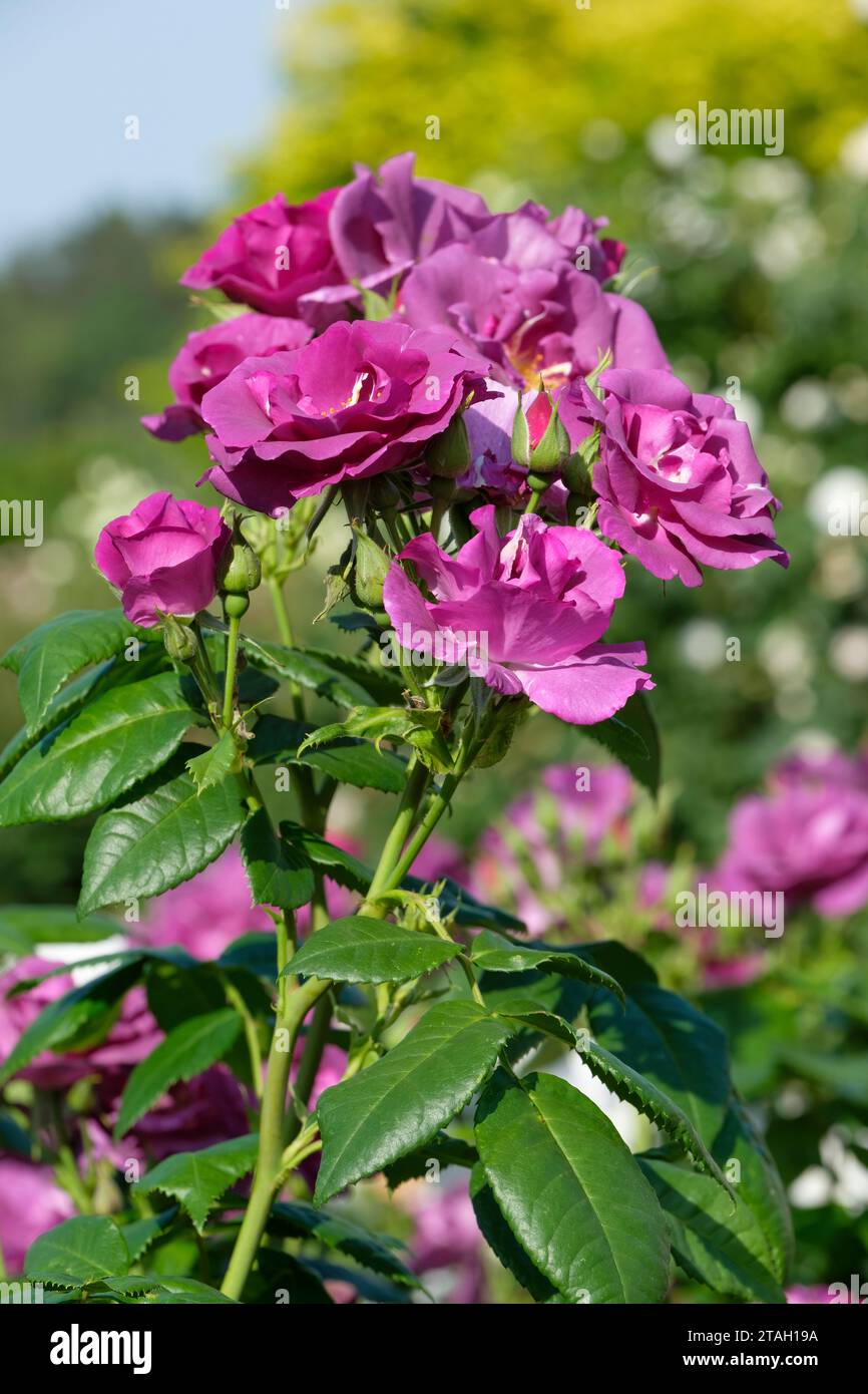 Rhapsody in blue rose hi-res stock photography and images - Alamy