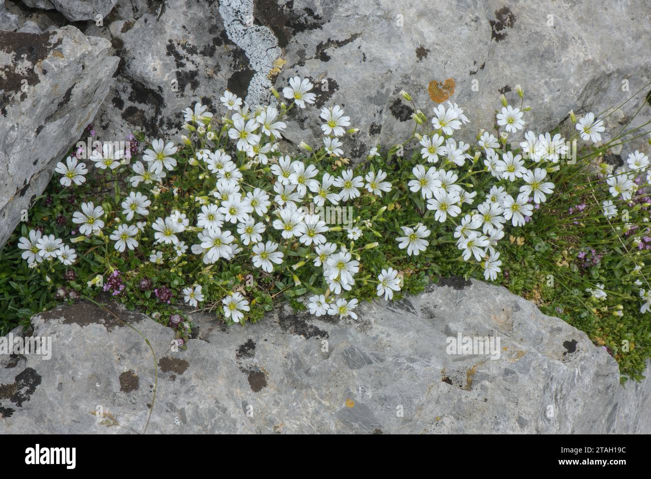 Field mouse-ear,  Cerastium arvense, in flower on limestone, Pyrenees. Stock Photo