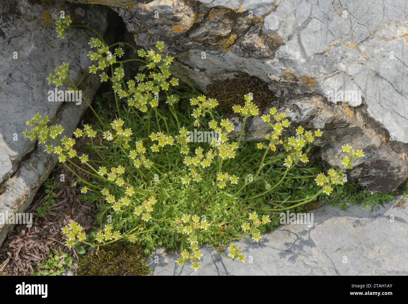 Musky saxifrage, Saxifraga exarata ssp moschata, in flower in the Pyrenees. Stock Photo