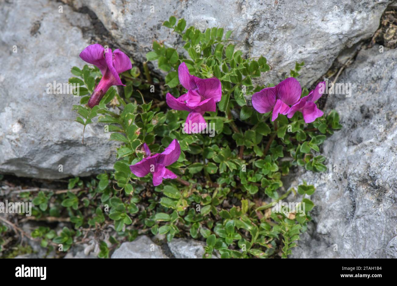 Pyrenean Vetch, Vicia pyrenaica in flower on high limestone scree, Pyrenees. Stock Photo