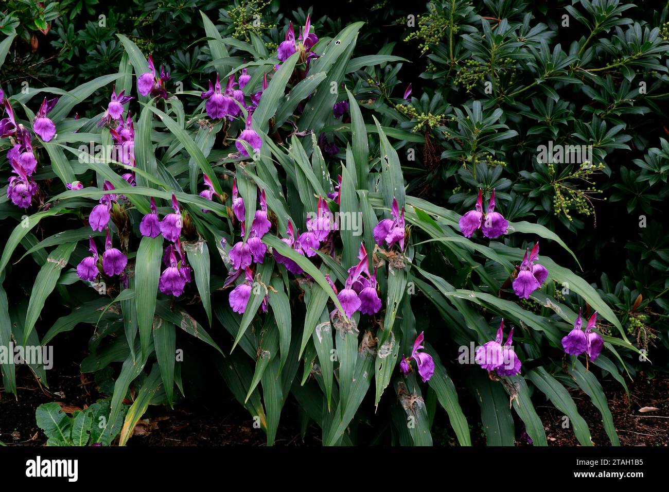 Blooming roscoea purpurea Hybrid in nature Stock Photo