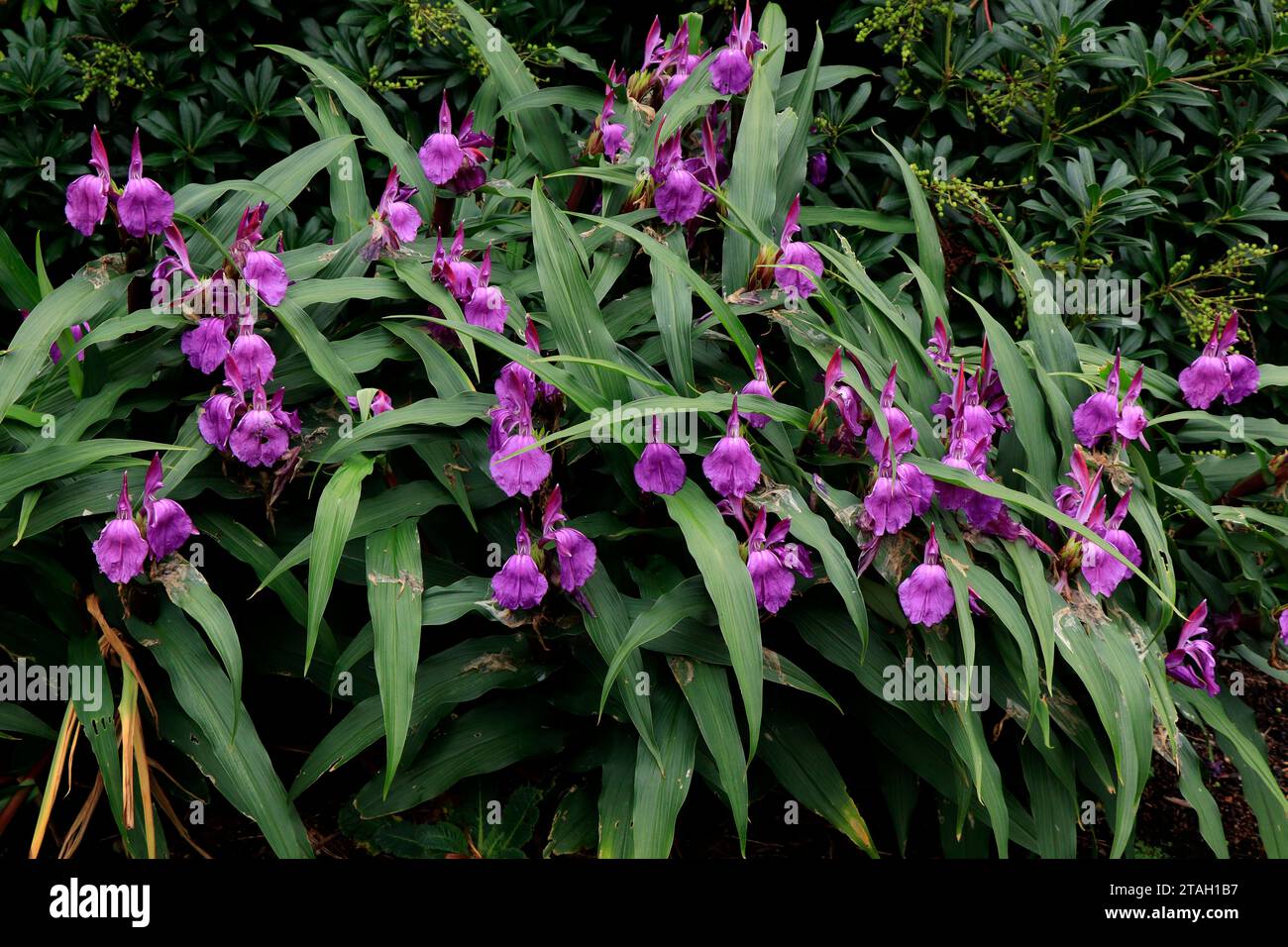 Blooming roscoea purpurea Hybrid in nature Stock Photo