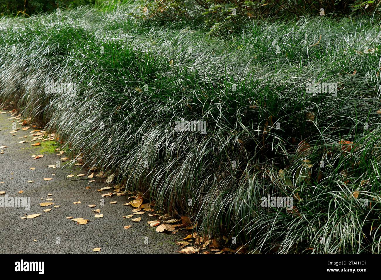 Ophiopogon bodinieri, Green Mondo Grass, Monkey Grass Stock Photo