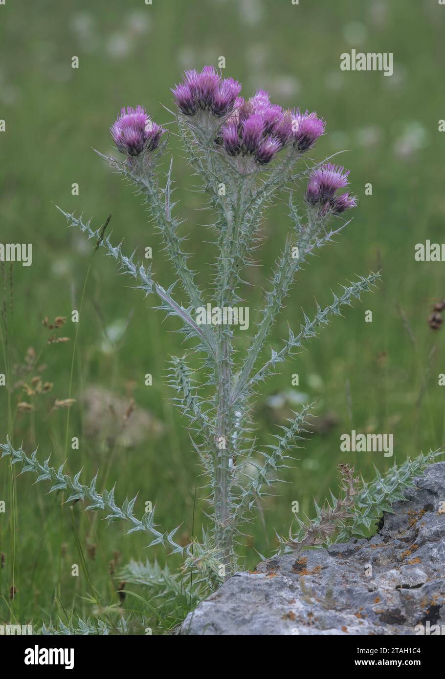 Pyrenean Thistle, Carduus carlinoides in flower high in the Pyrenees. Stock Photo