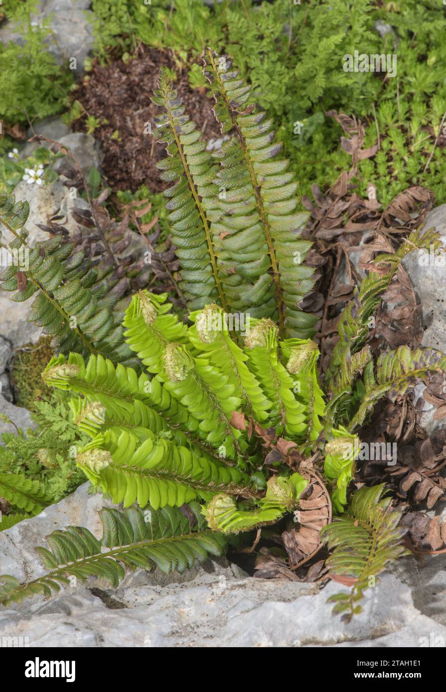 Holly Fern, Polystichum lonchitis, growing in limestone scree, with young and mature fronds. Stock Photo