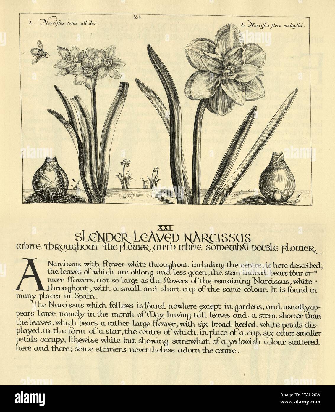 Botanical art print of Slender leaved Narcissus, daffodil, from Hortus Floridus by Crispin de Passe, Vintage illustration, 17th Century Stock Photo