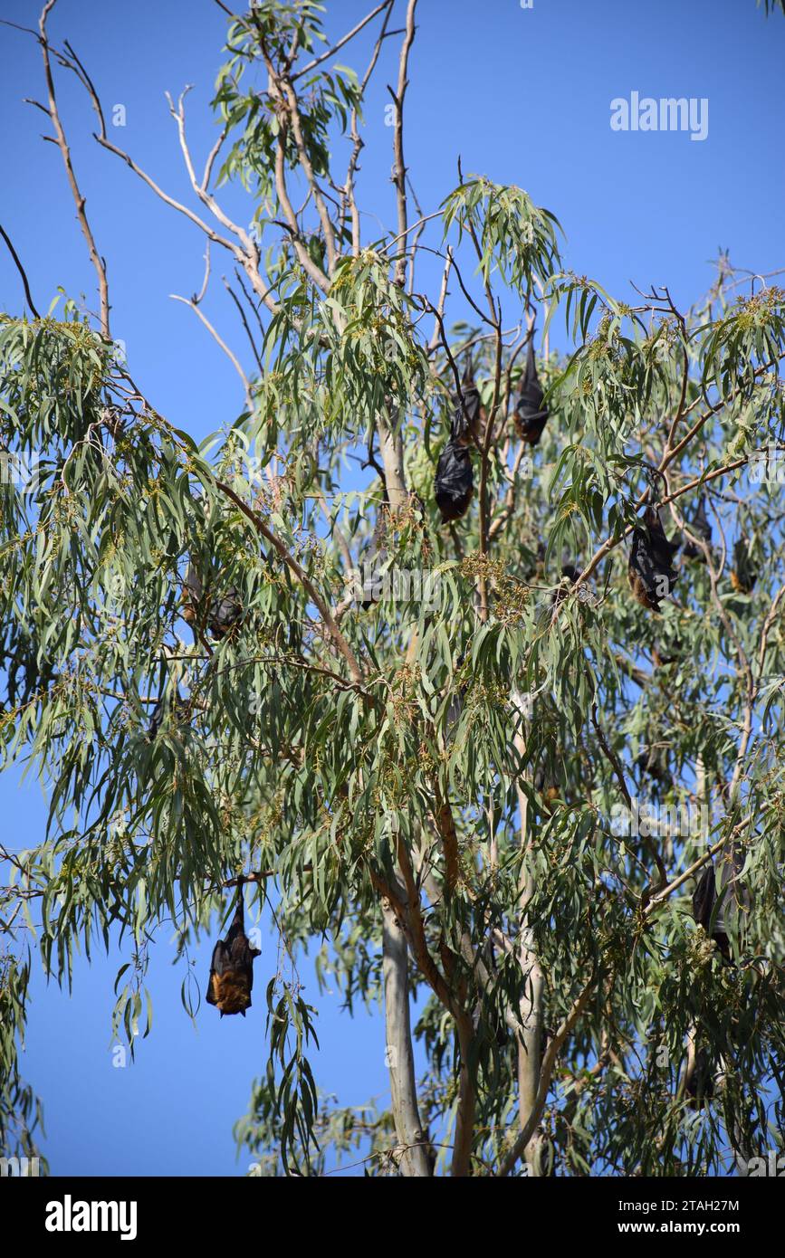 Indian flying foxes (anso known as Pteropus medius) hanging on a tree in daytime on the way to Jodhpur, Rajasthan - India Stock Photo