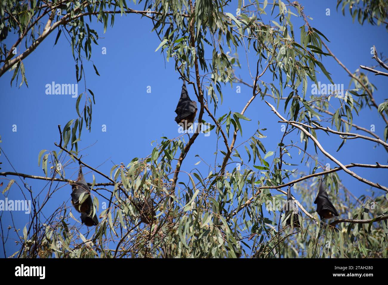 Indian flying foxes (anso known as Pteropus medius) hanging on a tree in daytime on the way to Jodhpur, Rajasthan - India Stock Photo