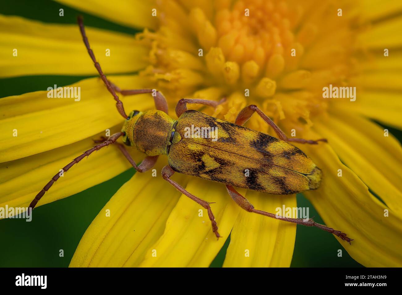 Vibrant yellow bloom atop hi-res stock photography and images - Alamy