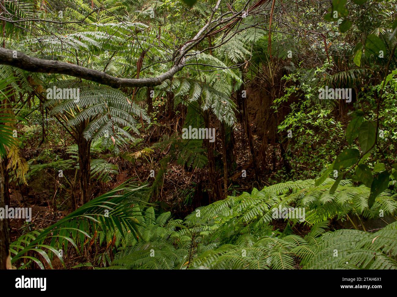 Looking over tops of wet tree ferns, Cyathea cooperi, growing in shady gully of lowland subtropical rainforest, Queensland, Australia. Stock Photo