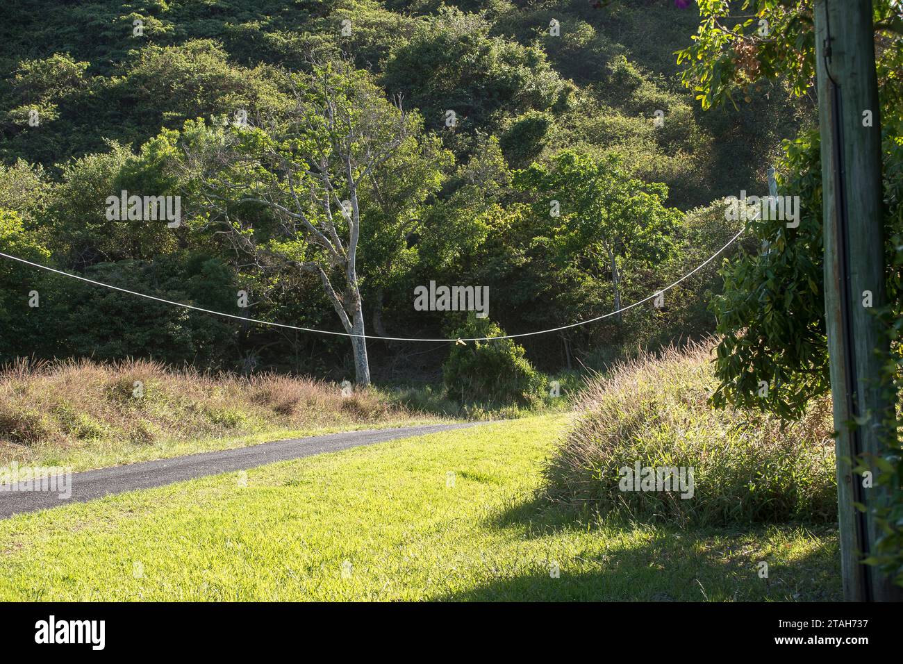 Telephone cable hanging between posts along Australian green country road. Cable hangs freely under gravity in curve shape of catenary. Stock Photo