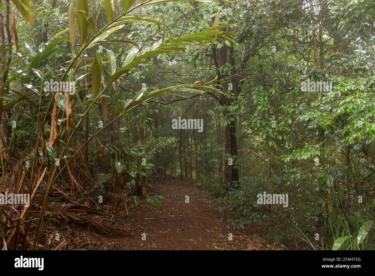 Path through misty, wet lowland sub-tropical rainforest, Tamborine Mountain, Queensland, Australia. Green, wet, shiny native gingers Alpinia caerulea. Stock Photo