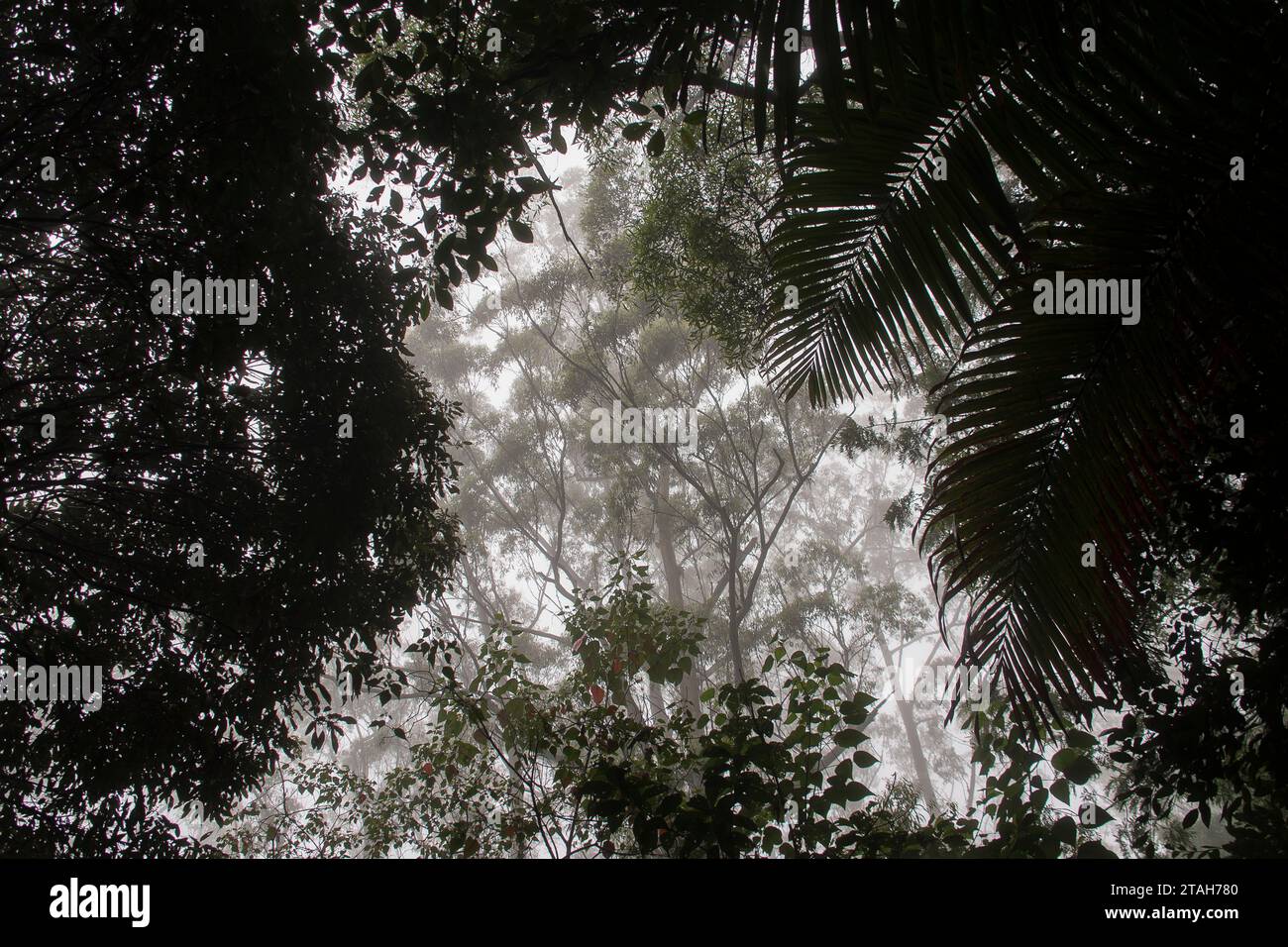 Looking up past palms into canopy of flooded gums, eucalyptus grandis) misty, wet lowland subtropical rainforest, Tamborine Mountain, Australia. Stock Photo