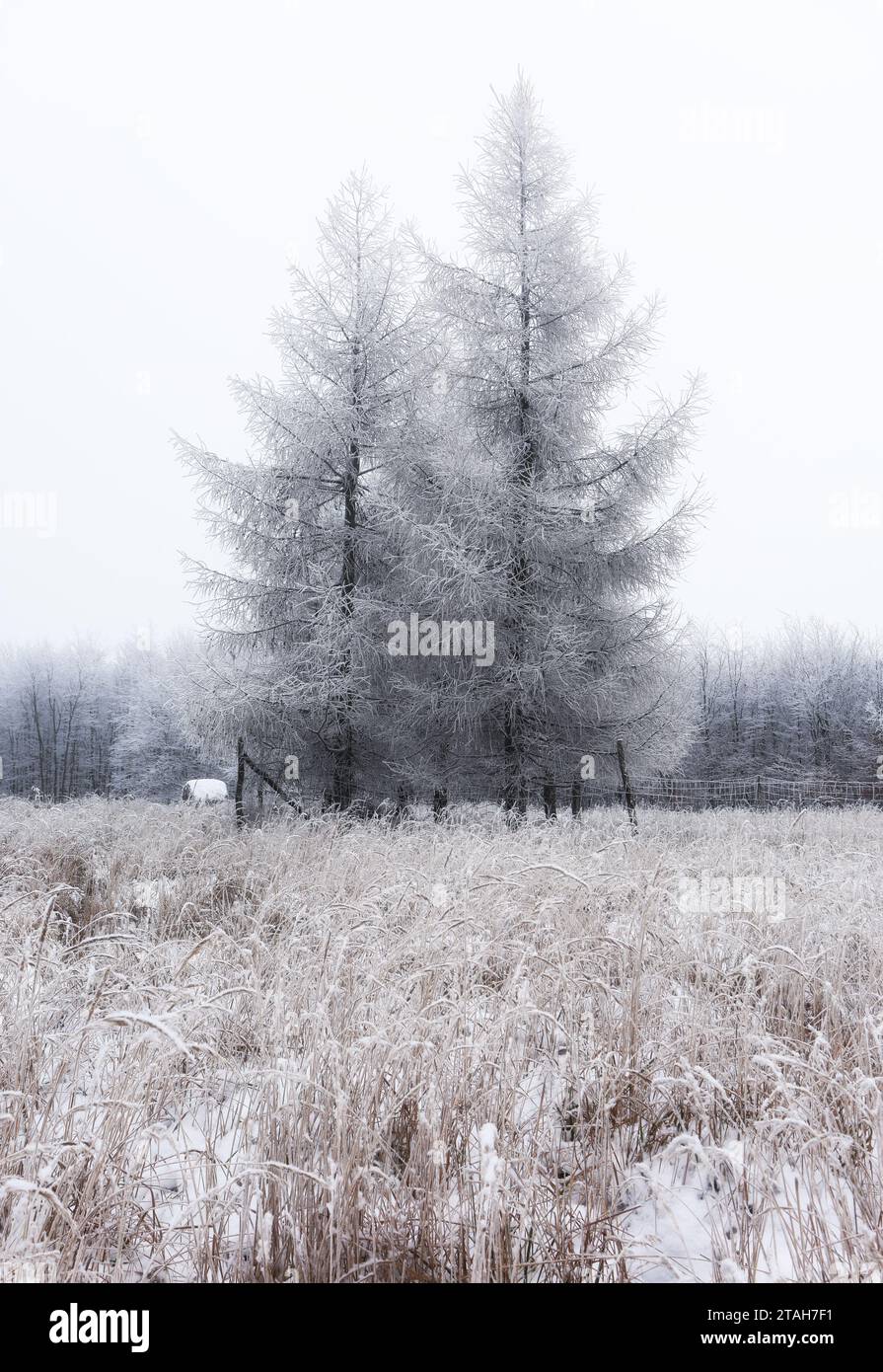 Frosty tree covered ice at winter Stock Photo