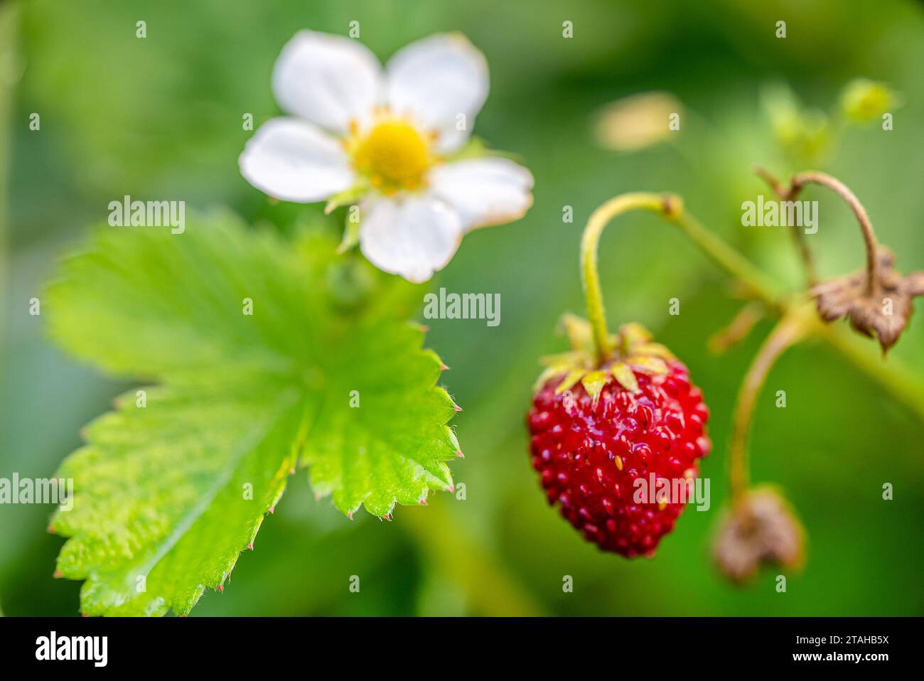 Close up wild strawberry flower hi-res stock photography and images - Alamy
