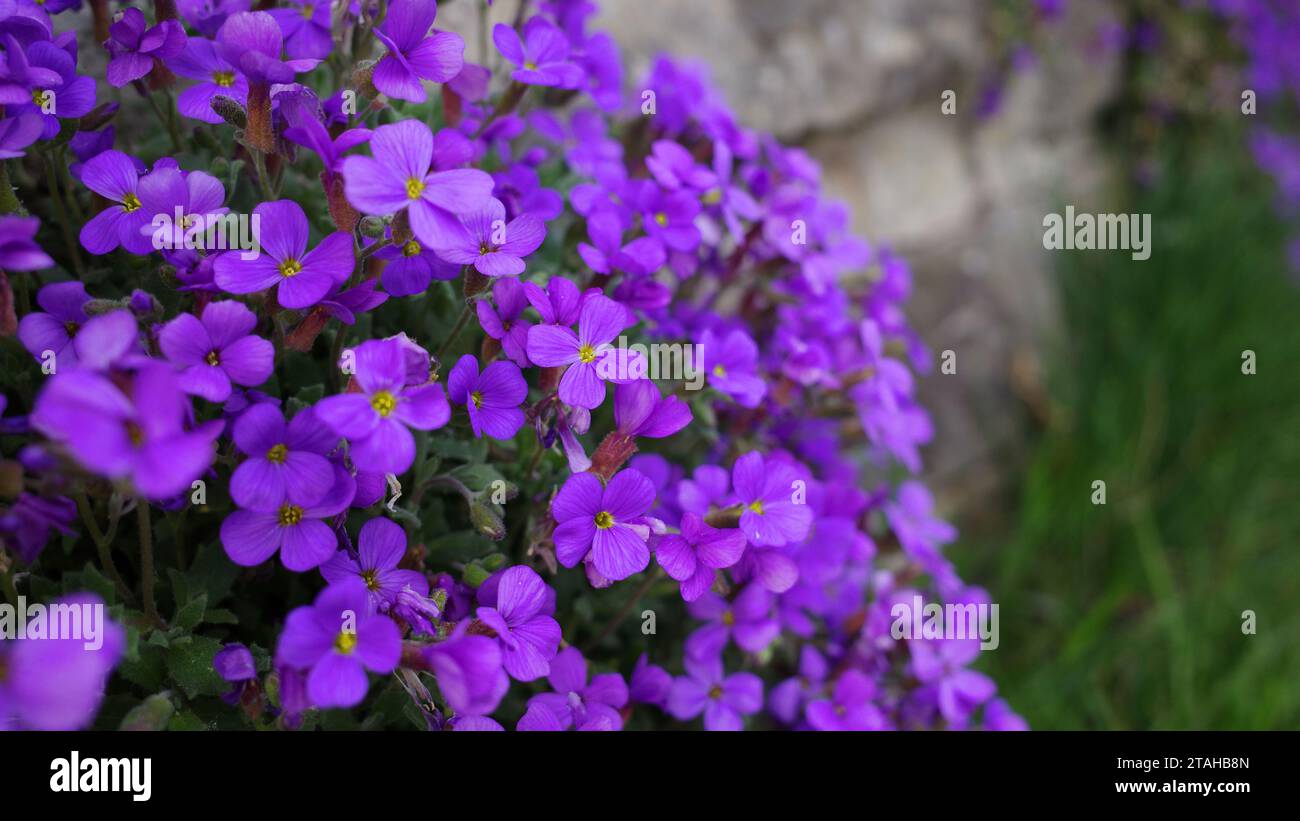 Close-up of Purple Aubrieta plant growing in a rustic stone wall Stock Photo