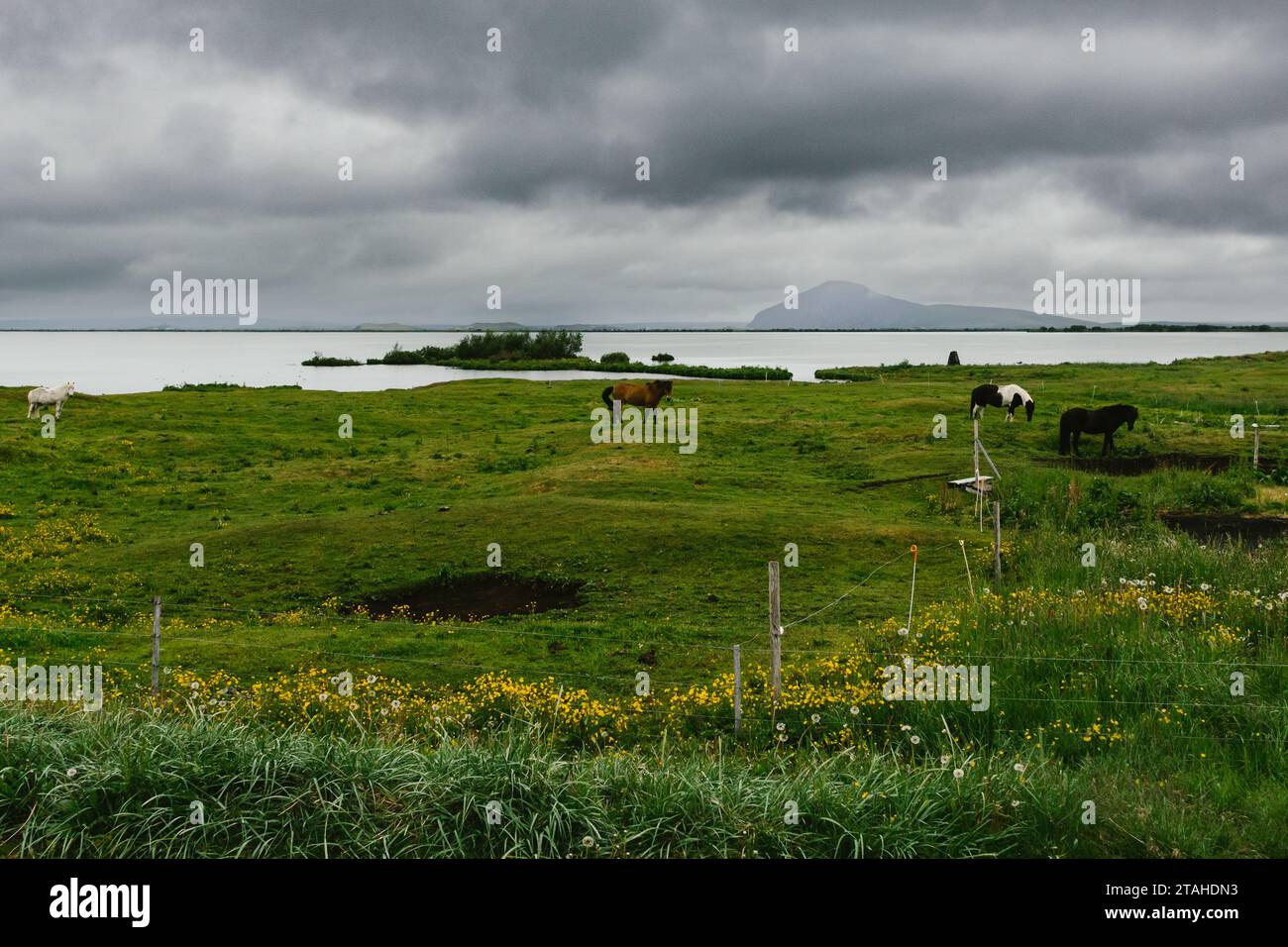 Icelandic horses along western fjords in grassy field stormy sky Stock Photo