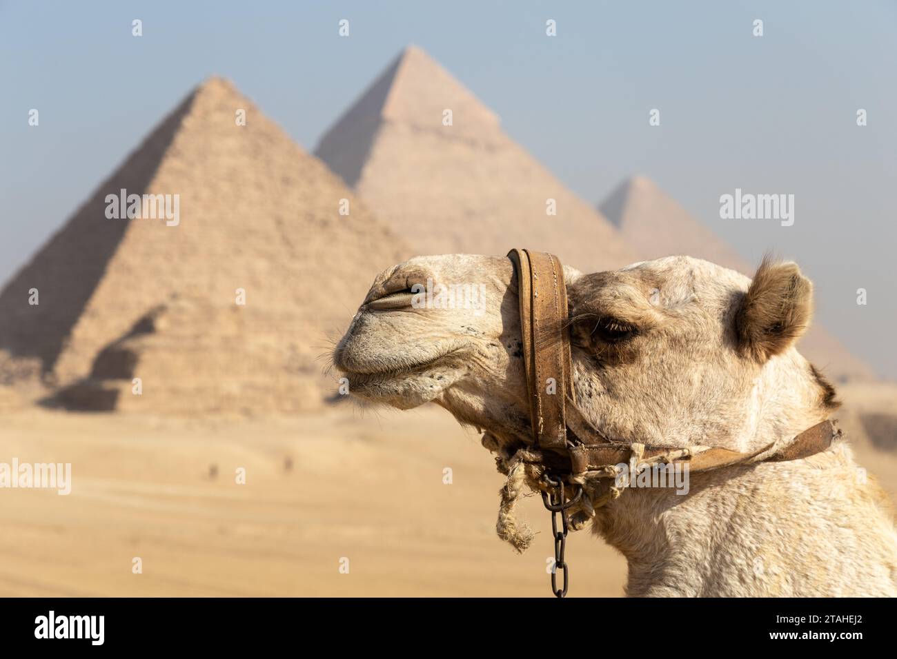 Camel head with the Pyramids of Gyza as background Stock Photo