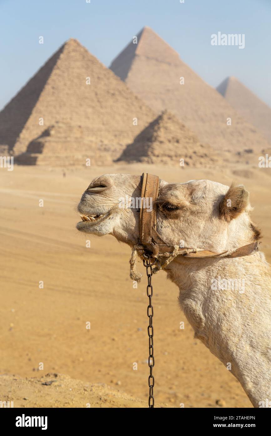 Camel head with the Pyramids of Gyza as background Stock Photo
