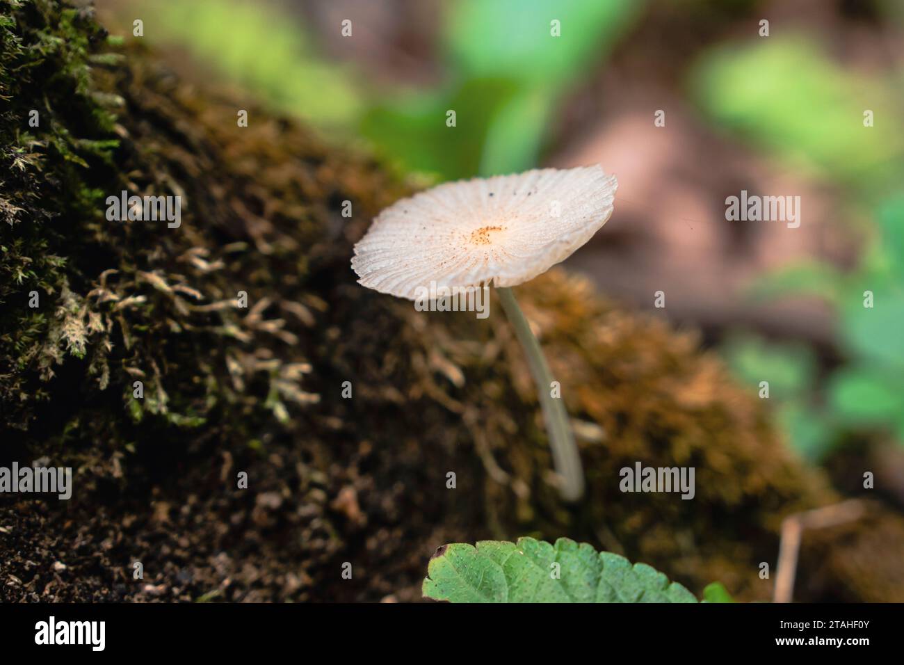mushroom growing on the mossy bark of a tree in a rainforest Stock Photo