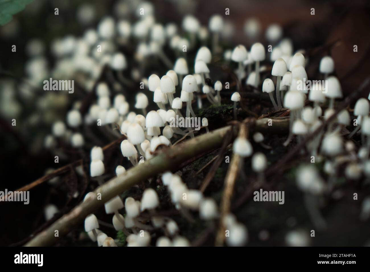 Community of tiny white mushrooms growing on a rotten log Stock Photo ...