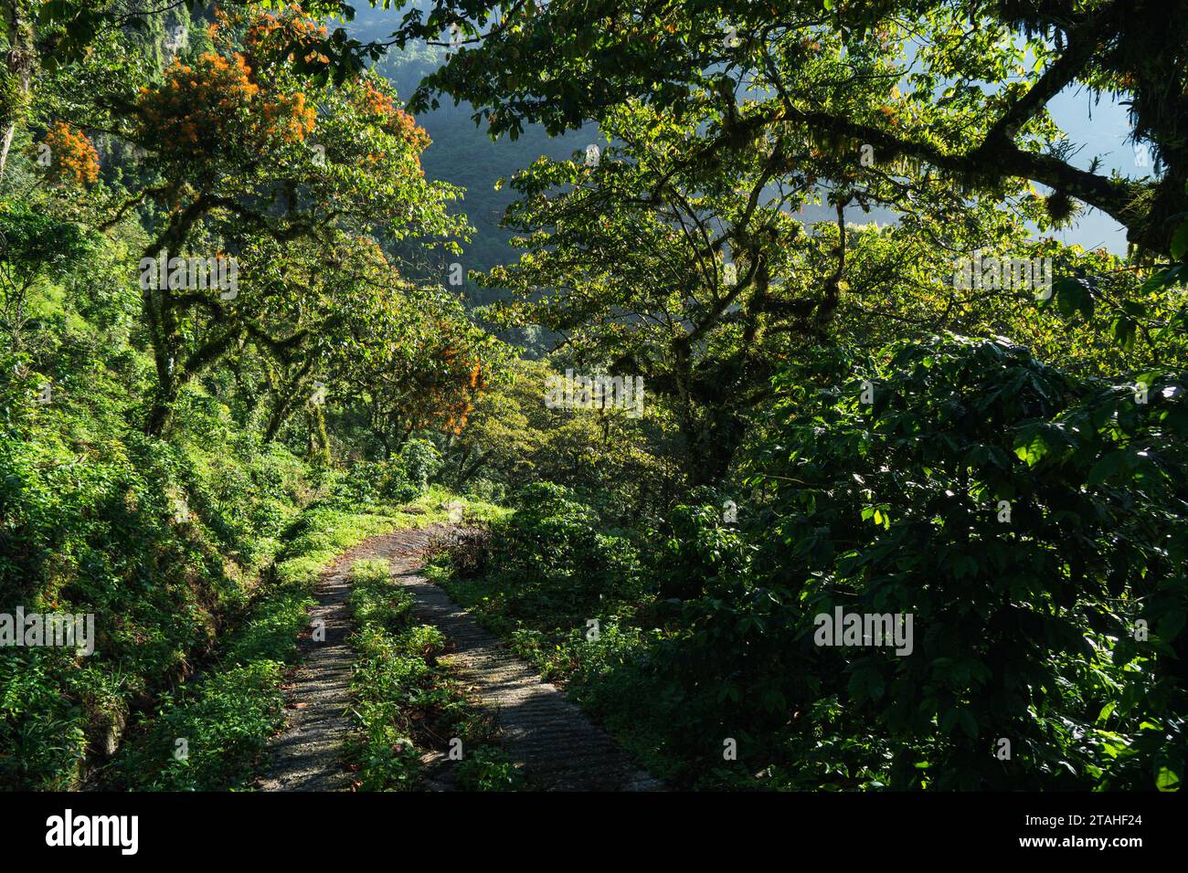 a road trail on a dense vegetation rainforest in Mexico Stock Photo