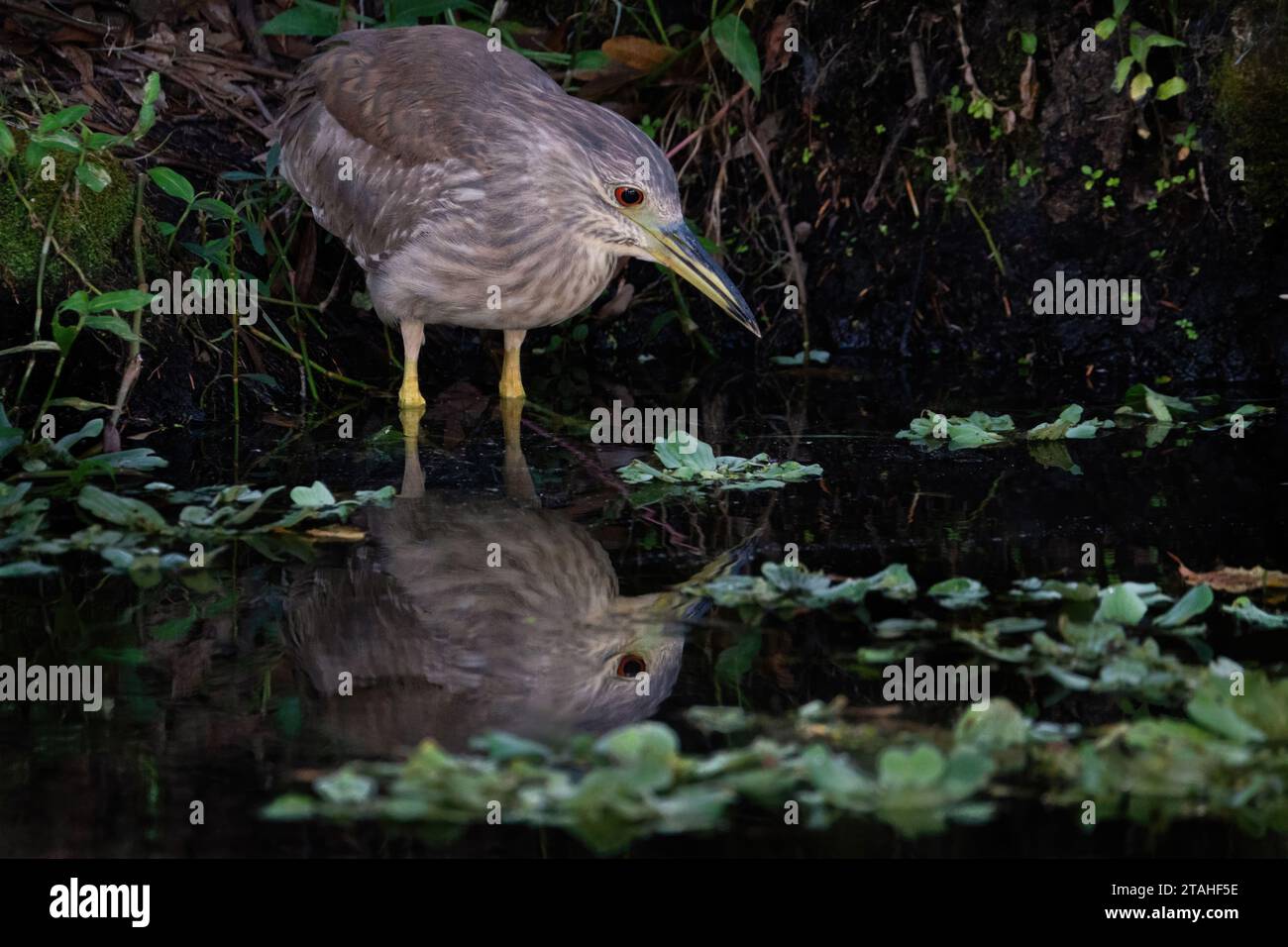A Juvenile Black-crowned Night Heron Stock Photo - Alamy