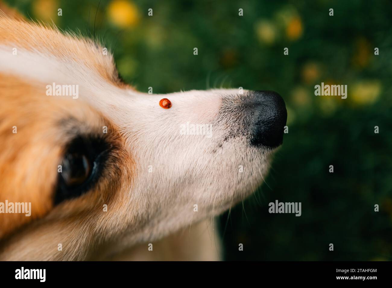 Ladybug on a corgi dog's nose Stock Photo