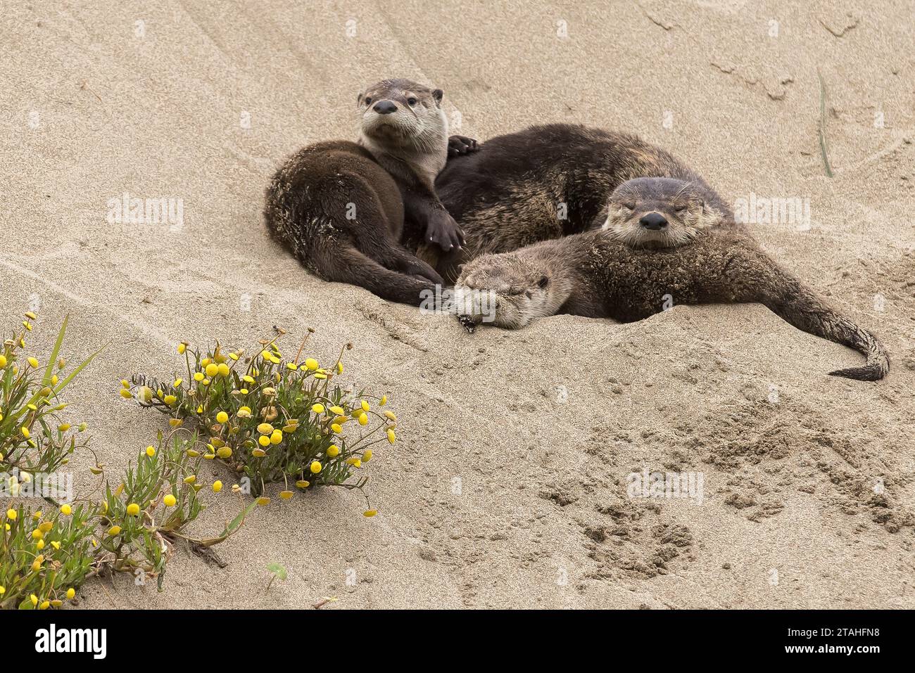 Sleeping otters hi-res stock photography and images - Alamy
