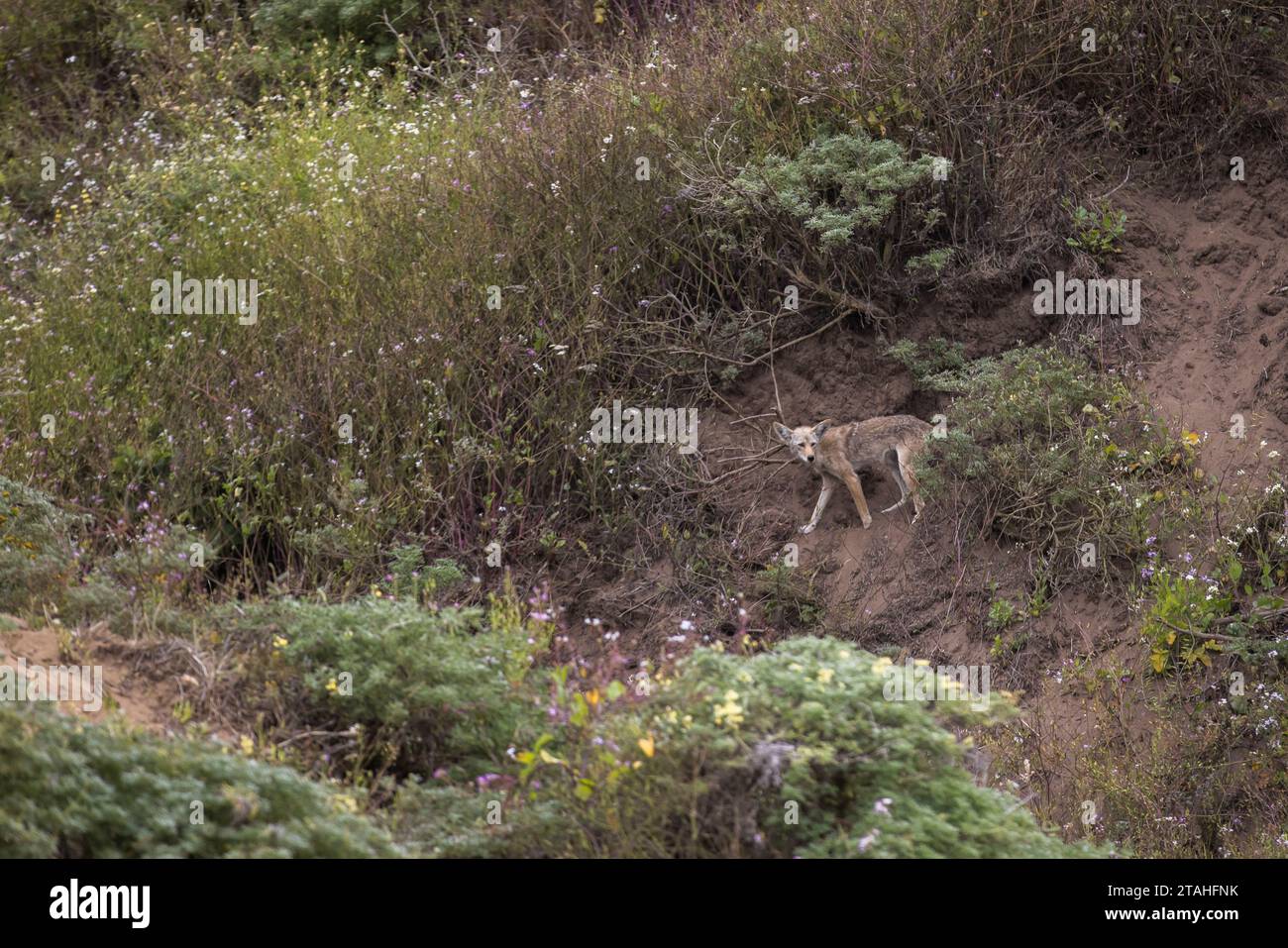 Coyote hills hi-res stock photography and images - Alamy