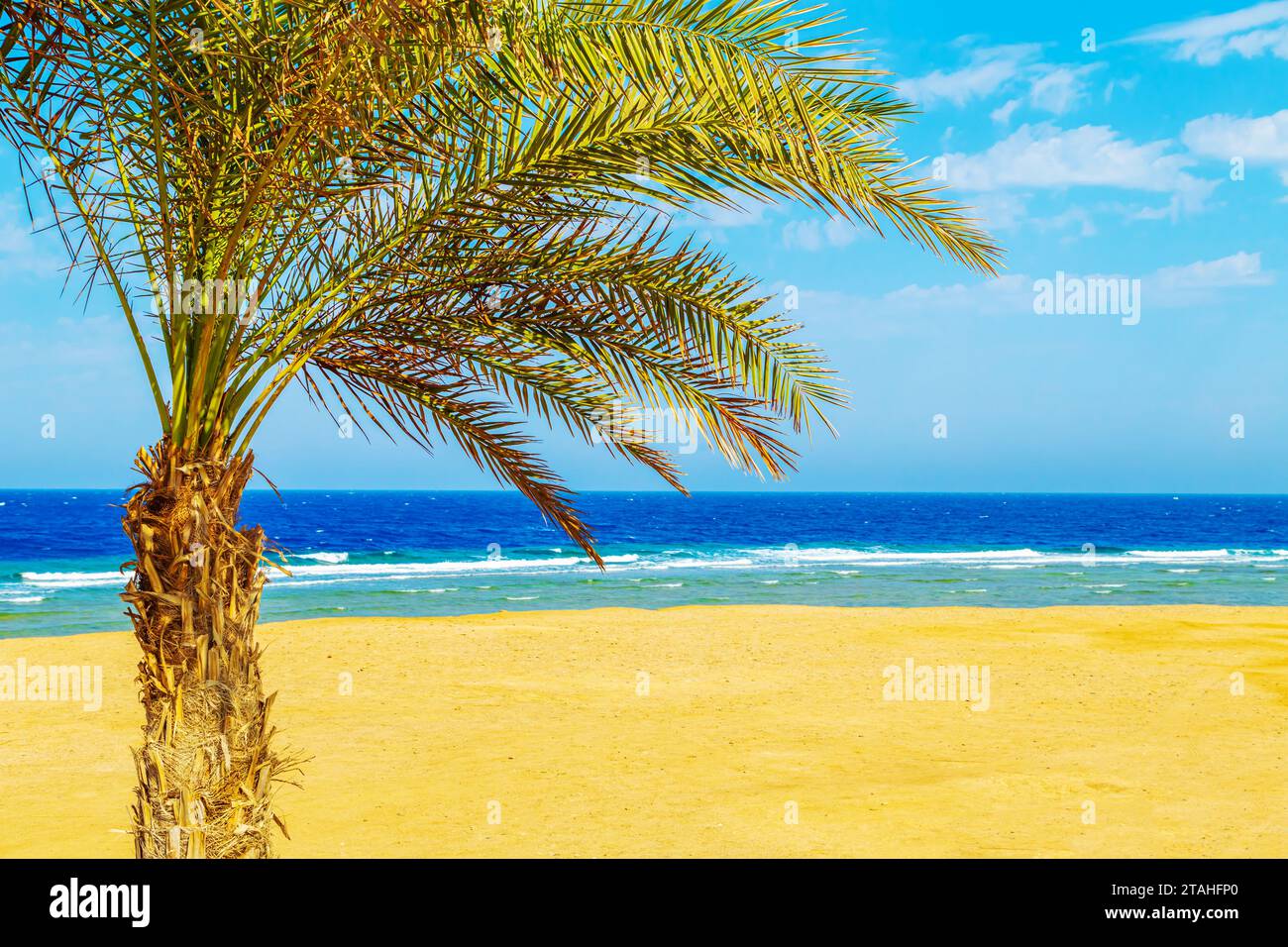 Sunny resort beach with palm trees and umbrellas on the shores of the Red Sea. Safaga, Egypt - October 24, 2023. Stock Photo