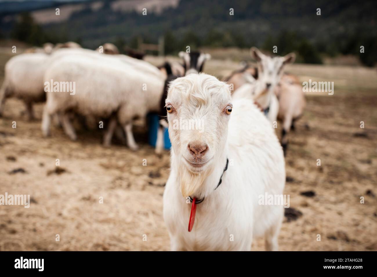 lamancha dairy goat looks into the camera Stock Photo