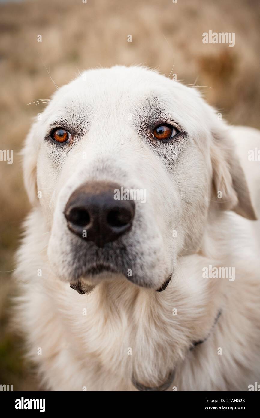 Big Dog the white sheepdog looks up into the sky Stock Photo