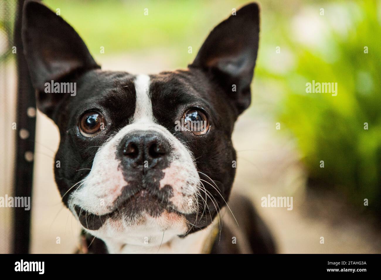 landscape orientation of boston terrier face Stock Photo