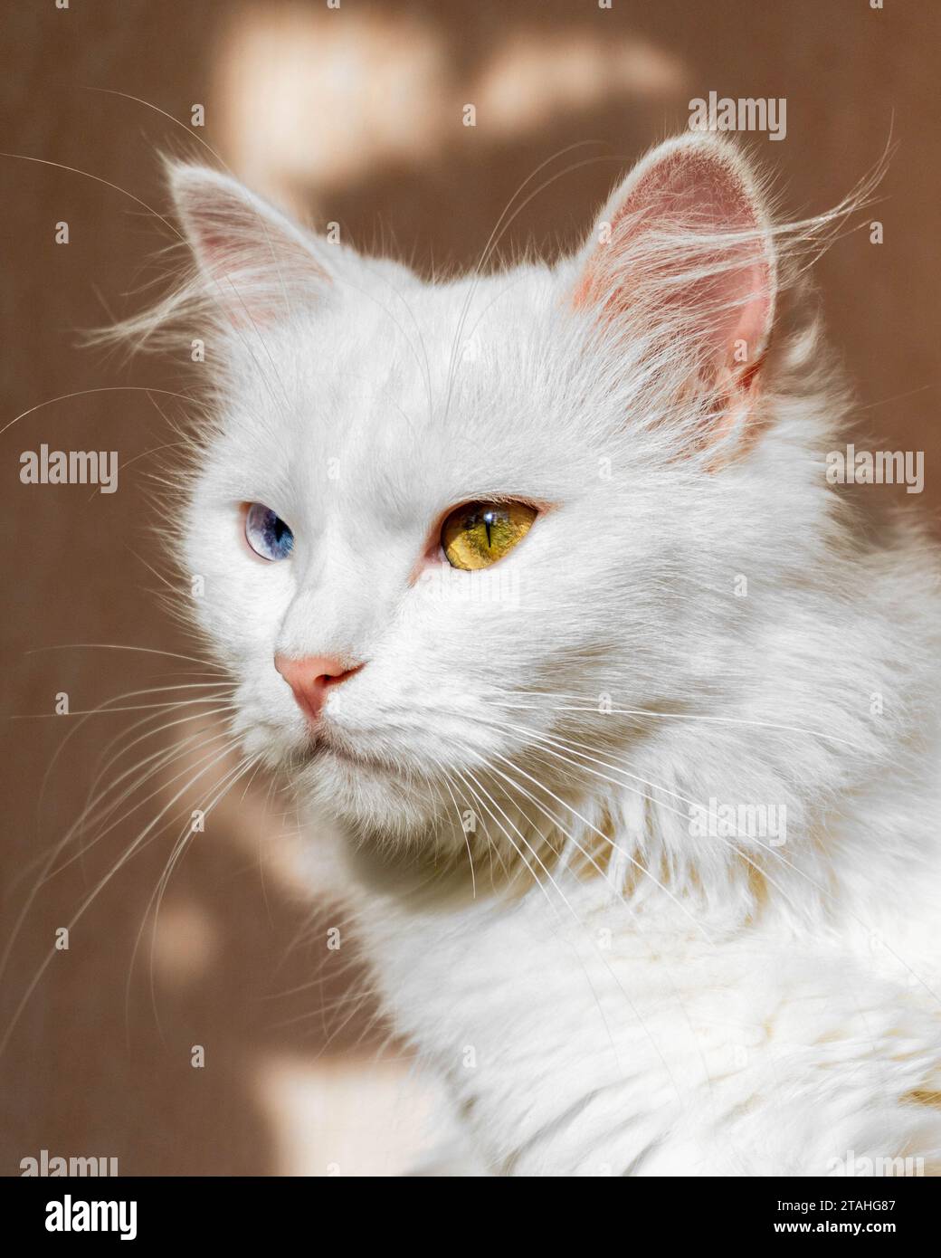 Portrait of a fluffy white Turkish Angora cat with different eyes Stock Photo