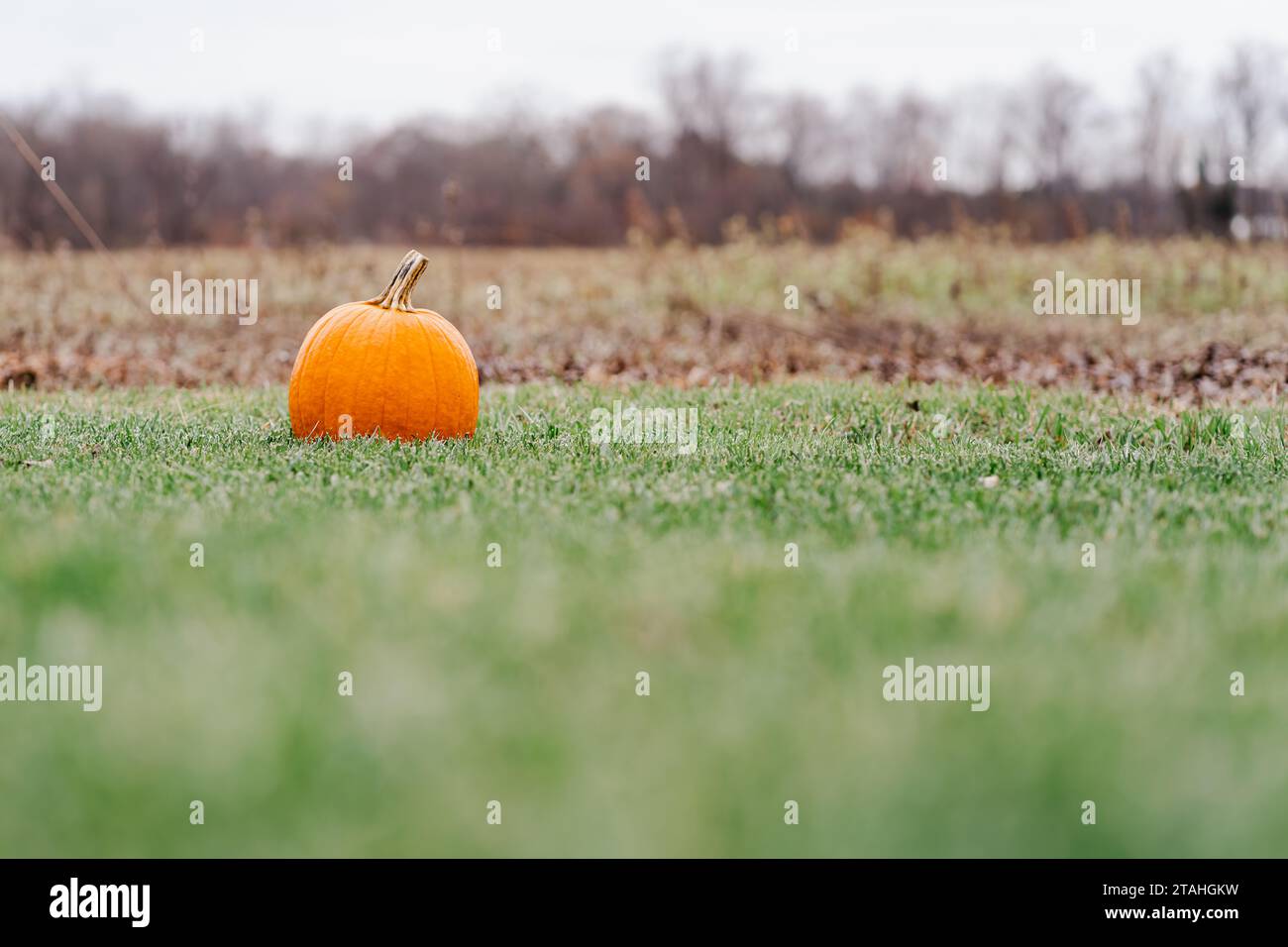 One Orange Pumpkin in a Green Grass Field Stock Photo - Alamy