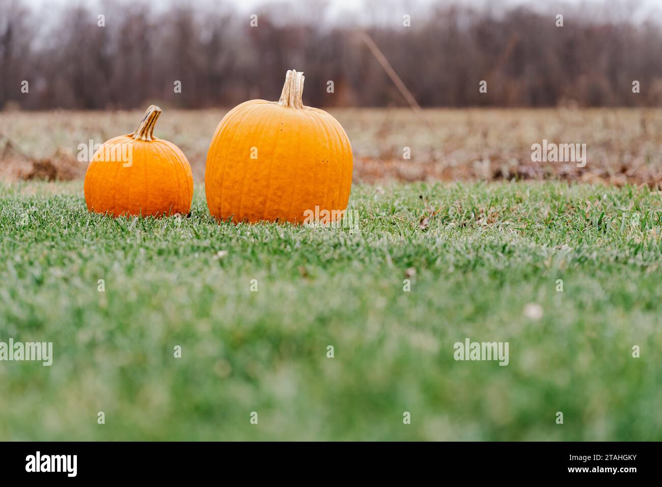 Two Pumpkins in a Green Grass Field Stock Photo