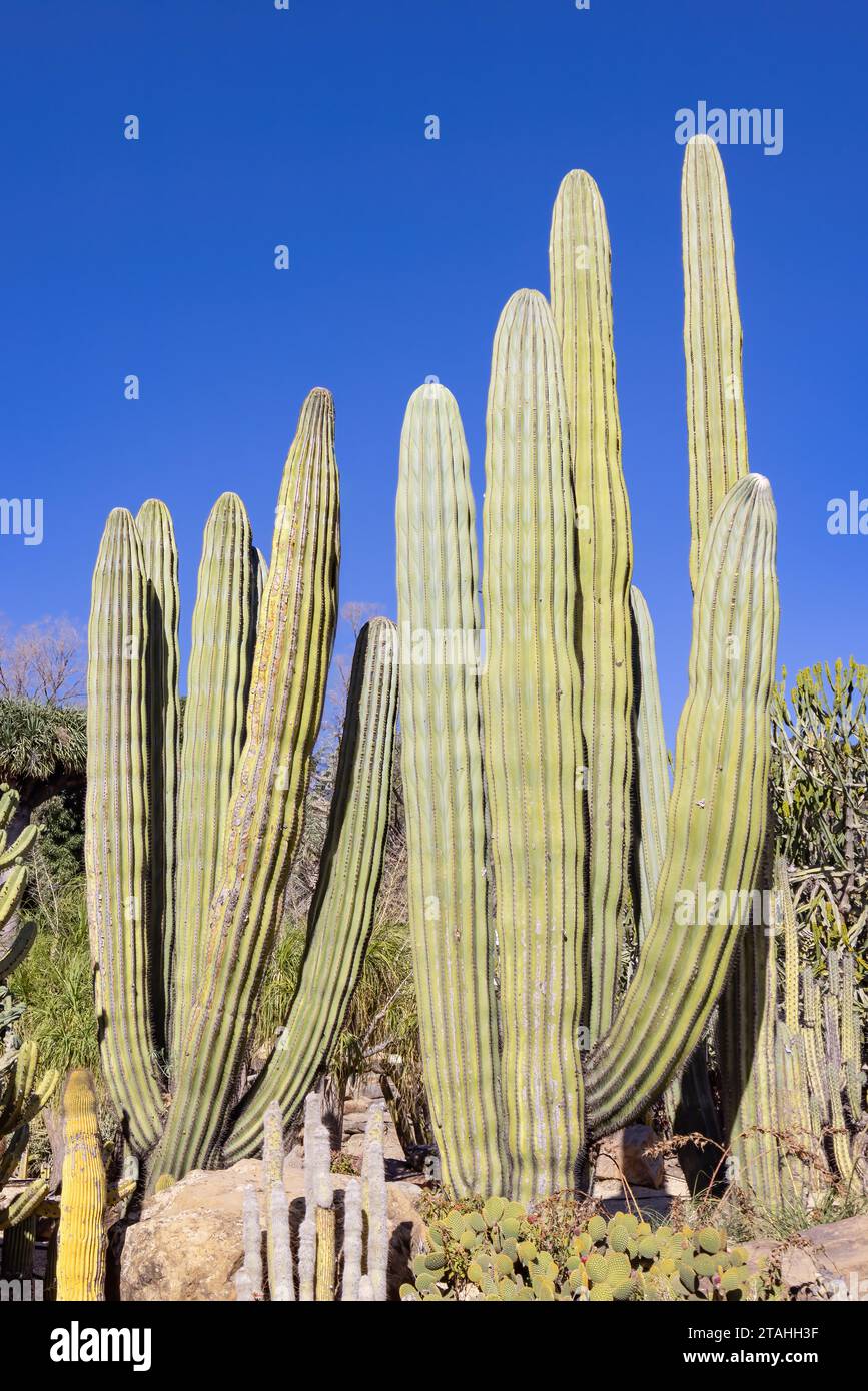 Pachycereus pringlei, known as Mexican giant cardon or elephant cactus, is a species of large cactus native to northwestern Mexico, in the states of B Stock Photo