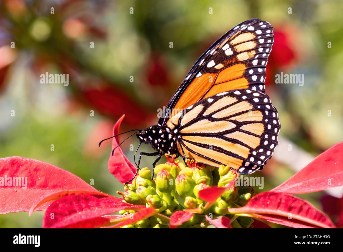 Showy monarch butterfly or simply monarch (Danaus plexippus) sucking nectar from a poinsettia (Euphorbia pulcherrima), Other common names are, milkwee Stock Photo