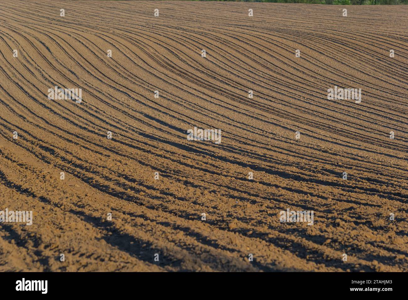 Plowed, Planted And Hilling Rows Blackearth Field. Ground Texture