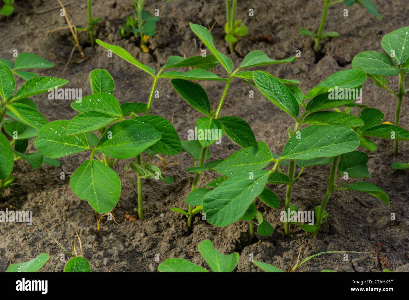 Soybean varieties hi-res stock photography and images - Alamy